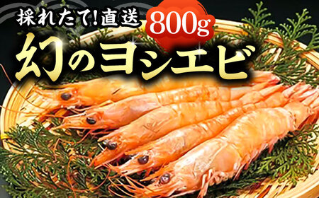 [先行予約]幻のヨシエビ 計800g[2024年12月以降順次発送] [豊前市][豊築漁業協同組合] エビ えび 海老 蝦 