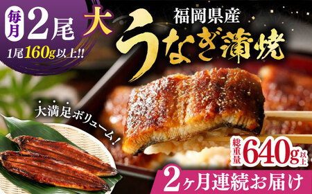 [全2回定期便]福岡県産 うなぎ 蒲焼 大2尾 合計 320 g(1尾あたり 160g以上)[豊前市][福岡養鰻] 国産 うなぎ 大