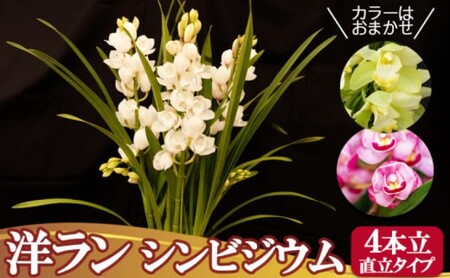 洋ラン シンビジウム (4本立て) 直立タイプ ～日常に彩りを～ 草場農園 蘭 花 お花 ※配送不可：北海道