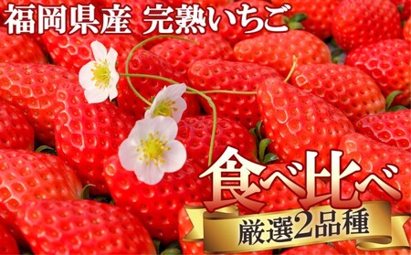 いちご ギフトに最適 いただきいちご園の食べ比べ セット 厳選 2品種 化粧箱入り 果物 デザート イチゴ 苺