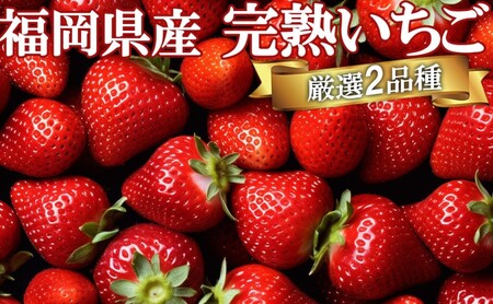 いちご いただきいちご園 食べ比べ パック 完熟いちご 厳選 2品種 果物 デザート イチゴ 苺