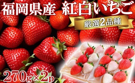 いちご いただきいちご園 厳選 2品種 色鮮やかなめでたい 紅白いちご ボリューム セット 果物 デザート イチゴ 苺