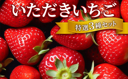 いちご いただきいちご 特選 3種 セット (1パック 8玉又は11玉入り×3パック) イチゴ 果物 ※配送不可:離島