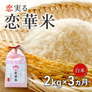 定期便 3回 ハニーベル 昔ながらの有機れんげ栽培 「恋華米」 2kg×3カ月