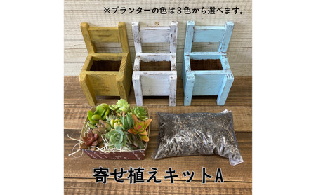 多肉植物 じぶんで植える 多肉 寄せ植えキットA 木椅子型 プランター 全3色 インテリア 植物 寄せ植え ガーデニング 福岡 小郡市 水色