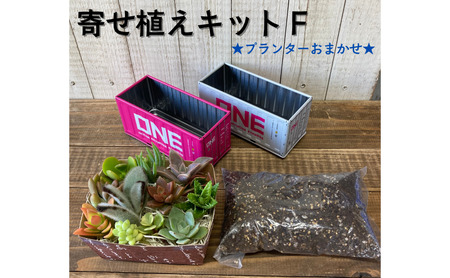 多肉植物 じぶんで植える 多肉 寄せ植えキットF 色柄おまかせ スチール製 コンテナ型 プランターインテリア 植物 寄せ植え ガーデニング 福岡 小郡市