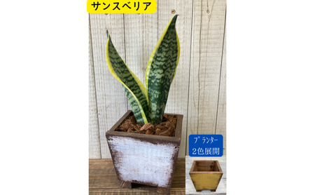 インテリア 植物 サンスベリア プランター 全2色 観葉植物 福岡 小郡市 黄色