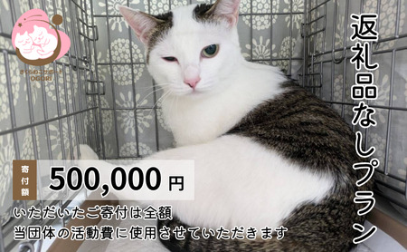 保護猫活動を応援！ 返礼品無し 500,000円（お礼状送付） 保護猫