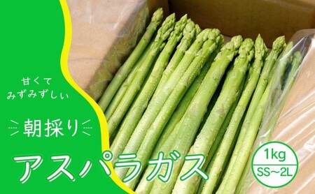 アスパラガス 小郡産 朝採りアスパラガス 1kg (SS、S、M、L、2Lサイズ混) 野菜 永利農園