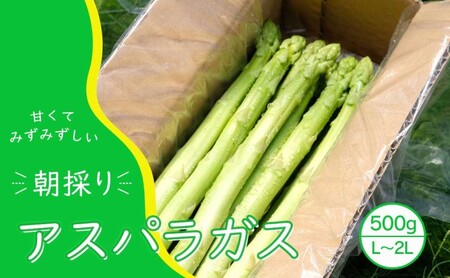 【先行予約】発送2025年4月 アスパラガス 小郡産 朝採りアスパラガス 500g (L、2Lサイズ混) 野菜 永利農園