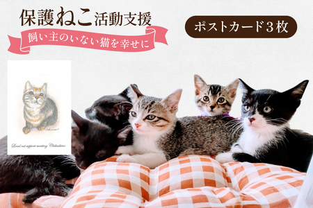保護猫 支援 猫保護活動への支援 ポストカード [地域ねこサポート会ちくしの 福岡県 筑紫野市 21761293]