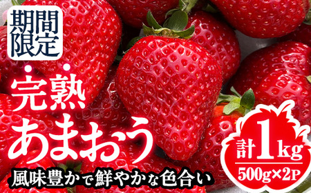 s\tI2026N1{2026N4ɂď\聄TCY܂I n ܂(v1kgE500g×2P)   C`S t[c ʕ  ʌ Ԍ聃