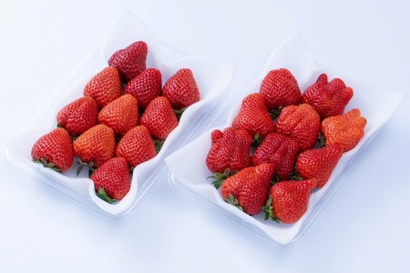 福岡産[冬]あまおう4パック[南国フルーツ株式会社]