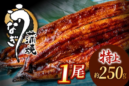 うなぎ蒲焼き1尾セット(約250g×1尾セット)[魚住商店]_HA1963 うなぎ 鰻 蒲焼 真空パック 福岡県宗像市 宗像市 福岡 宗像