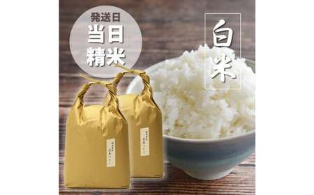 福岡県産 [特A]評価のお米「元気つくし」5kg×2袋(10kg) 白米