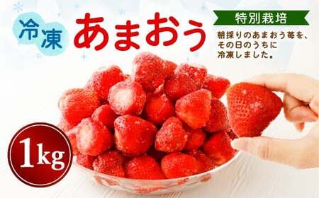 [特別栽培]うるう農園 冷凍あまおう 1kg[2025年2月上旬発送開始]あまおう イチゴ いちご 苺 フルーツ 果物