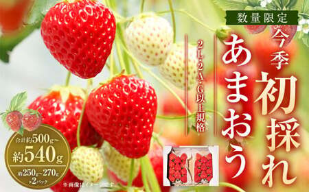 今季初採れあまおう 2パック[数量限定][2024年12月上旬〜2025年1月下旬発送予定]あまおう いちご イチゴ 苺 フルーツ 果物