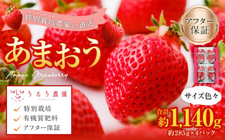 【特別栽培／有機質肥料／アフター保証】うるう農園 あまおう サイズ色々 4パック （約1140g）【2025年3月上旬～4月上旬発送予定】 いちご イチゴ 苺 フルーツ 果物
