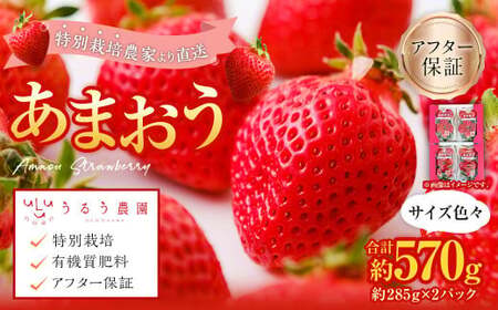 あまおうサイズ色々 約570g(約285g×2パック)[2025年12月上旬〜2026年1月下旬発送予定]あまおう いちご 苺 イチゴ フルーツ 果物