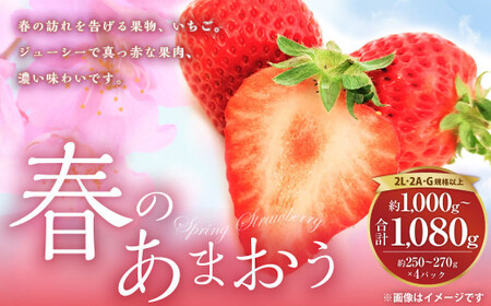 春のあまおう(2L・2A・G規格以上 4パック)いちご 苺 イチゴ フルーツ 果物[2026年3月上旬〜4月下旬発送予定]