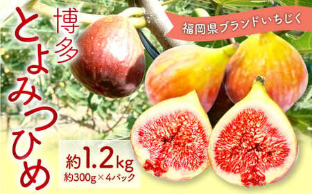 福岡県 ブランド いちじく「博多とよみつひめ」4パック フルーツ 果物 くだもの[2025年8月下旬〜2025年10月下旬発送予定]