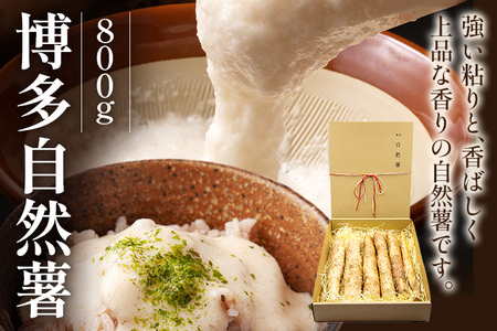 R 800g N NI h{ R R Ƃ S S lolo т̂ Ƃ낲 Ƃ낻 Ƃ닼 ӗg ݂ 蕨 퉷 2025N12{`2026N2{