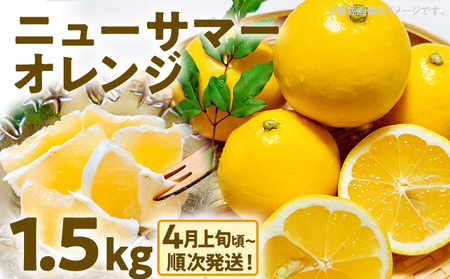 期間限定 ニューサマーオレンジ 日向夏 オレンジ フルーツ 果物 くだもの 1.5kg 柑橘 甘い 濃厚 ジューシー 産地直送 デザート おやつ 福岡県 福岡 九州 グルメ お取り寄せ [4月上旬頃から順次発送]