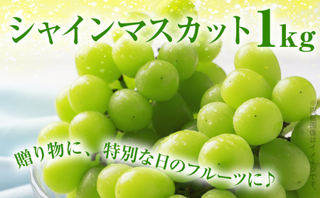 期間限定 シャインマスカット マスカット フルーツ ぶどう 葡萄 ブドウ 果物 くだもの 甘い 濃厚 ジューシー 産地直送 デザート おやつ 福岡県 福岡 九州 グルメ お取り寄せ [9月上旬頃から順次発送]