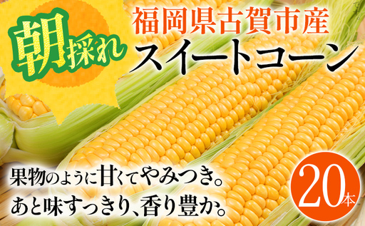 とうもろこし  朝採りスイートコーン（20本） 【6月中下旬～7月上中旬に順次出荷予定】 とうもろこし 