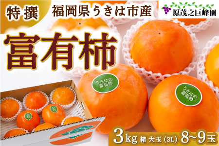 [先行予約]原茂之巨峰園 特撰 富有柿 大玉(3L) 8玉から9玉 2025年11月中旬から11月下旬 出荷予定
