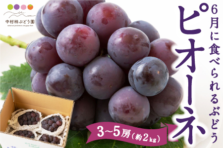 [先行予約]中村柿ぶどう園 6月に食べられるぶどうピオーネ 3房から5房 (約2kg) 2025年6月中旬から6月下旬 出荷予定