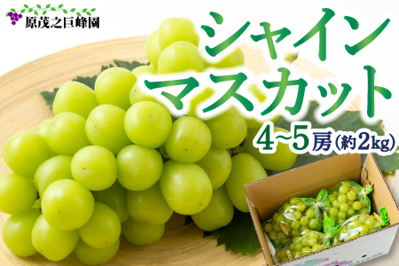 [先行予約]原茂之巨峰園 シャインマスカット 4房から5房 (約2kg) 2025年8月中旬から9月中旬 出荷予定