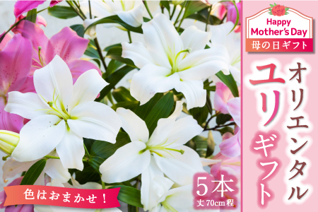 MD24-08 ☆母の日ギフト☆ 後藤花卉園 オリエンタルユリギフト 2024年5月10日～5月12日お届け