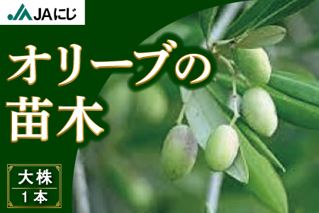 JAにじ オリーブの苗木 約1m (大株1本)