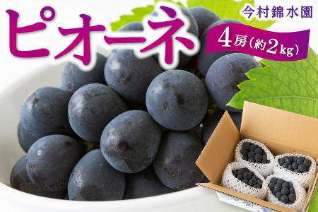 [先行予約]今村錦水園 ピオーネ 4房 (約2kg) 2025年7月中旬から7月下旬 出荷予定