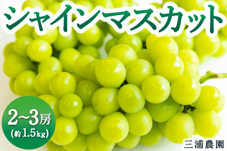 [先行予約]三浦農園 シャインマスカット 2房から3房 (約1.5kg) 2025年9月上旬から10月上旬 出荷予定