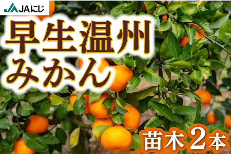 JAにじ 早生温州みかん 苗木2本 2024年11月上旬から2025年3月下旬 出荷予定