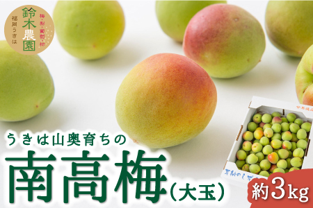 [先行予約]鈴木農園 うきは山奥育ちの南高梅 (大玉) 約3kg 2025年6月上旬から6月中旬 出荷予定