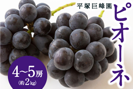[先行予約] 平塚巨峰園 ピオーネ 4房から5房 (約2kg) [2025年7月中旬から7月下旬 出荷予定] 葡萄 ぶどう ブドウ 大粒 種無し 種なし 果物 くだもの フルーツ 果実 お取り寄せ 福岡県 うきは市