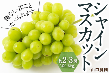 [先行予約]シャインマスカット 2房から3房 (約1.6kg) [2025年9月上旬発送予定] シャインマスカット 果物 フルーツ うきは市