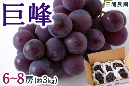 [先行予約]三浦農園 巨峰 6房から8房 (約3kg) 2025年8月下旬から9月上旬 出荷予定