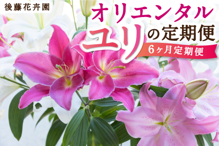 [6ヶ月定期便]後藤花卉園 オリエンタルユリの定期便 (2024年12月から2025年5月 毎月お届け)