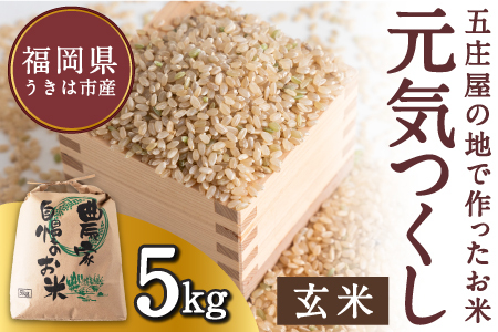 [特Aランク米]五庄屋の地で作ったお米 元気つくし 玄米 (5kg) [2025年10月下旬より順次発送予定] こめ コメ ごはん ご飯 福岡県うきは市産 九州産