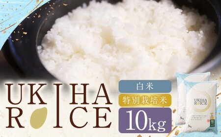 UKIHA RICE  10kg iʍ͔|āj y2025N11{2026N3{\z qmqJ Ђ̂Ђ    R     ͂   Ε Mtg v[g