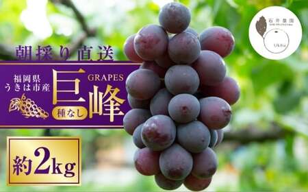 種無し 巨峰 2kg [2026年8月上旬〜8月下旬発送予定] 種なし巨峰 ぶどう ブドウ 葡萄 くだもの 果物 フルーツ 果実 福岡県 うきは市