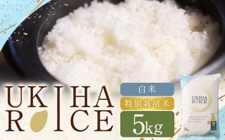 UKIHA RICE 白米 5kg (特別栽培米) [2025年11月上旬から2026年8月下旬発送予定] ヒノヒカリ ひのひかり 精米 米 こめ コメ お米 おこめ 白米 精米 ごはん ご飯 お中元 お歳暮 ギフト プレゼント 贈答品 おすすめ 国産