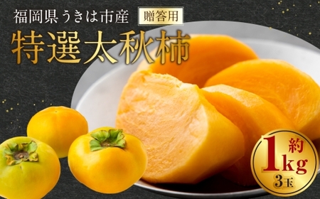 特選太秋柿 3玉 ( 約1kg ) 贈答用 ギフト 太秋柿 柿 フルーツ 果物 ギフト 完熟 [ 2026年11月上旬〜12月上旬発送予定 ]