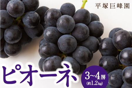 [先行予約]平塚巨峰園 ピオーネ 3房から4房 (約1.2kg) 2025年7月中旬から7月下旬 出荷予定