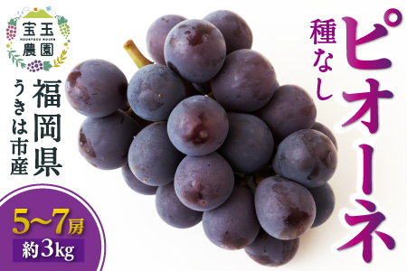 [先行予約]宝玉農園 ピオーネ 5房から7房 (約3kg) 2025年8月下旬から9月上旬 出荷予定