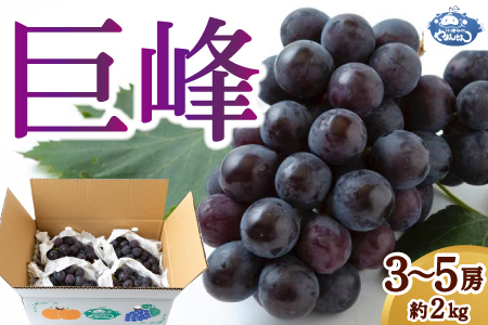 [先行予約]やまんどん 巨峰 3房から5房 (約2kg) 2025年8月下旬から9月下旬 出荷予定